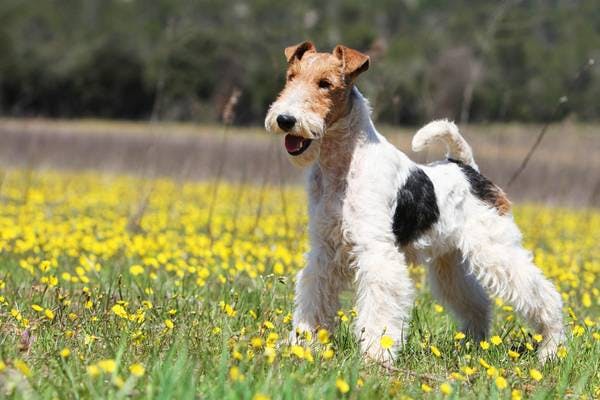 Primary image of Wire Hair Fox Terrier