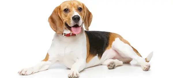 Primary image of Beagle