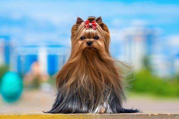 Primary image of Yorkshire Terrier