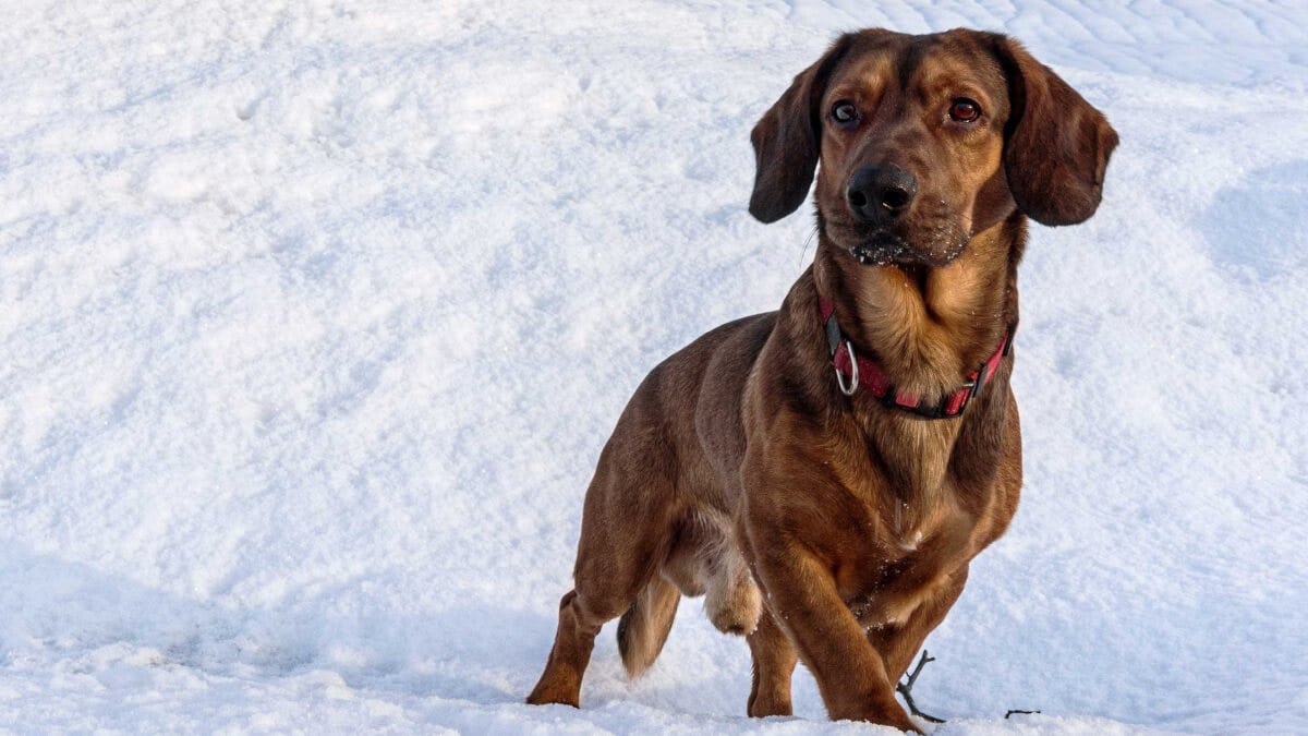 Secondary image of Alpine Dachsbracke dog breed