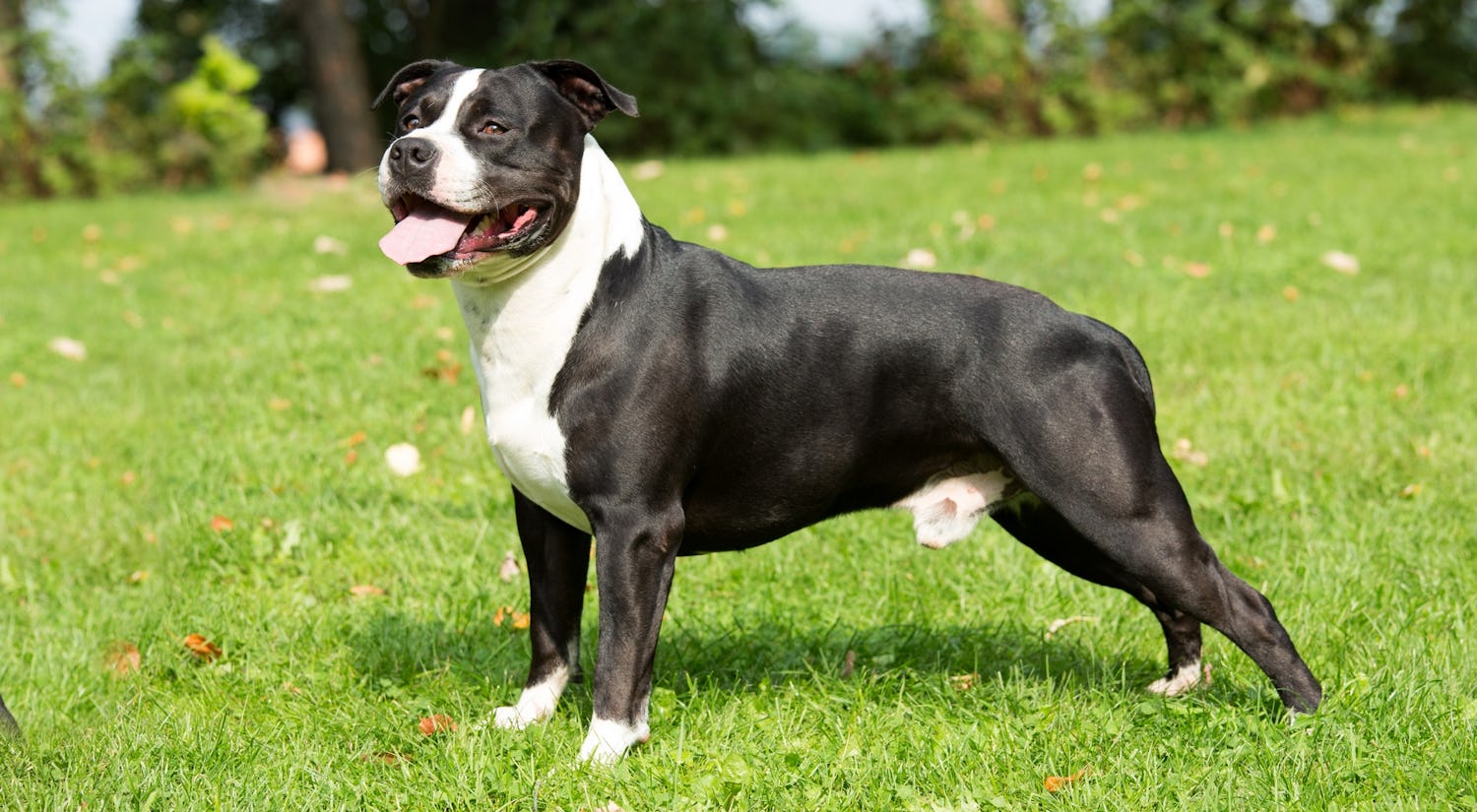 Secondary image of American Staffordshire Terrier dog breed