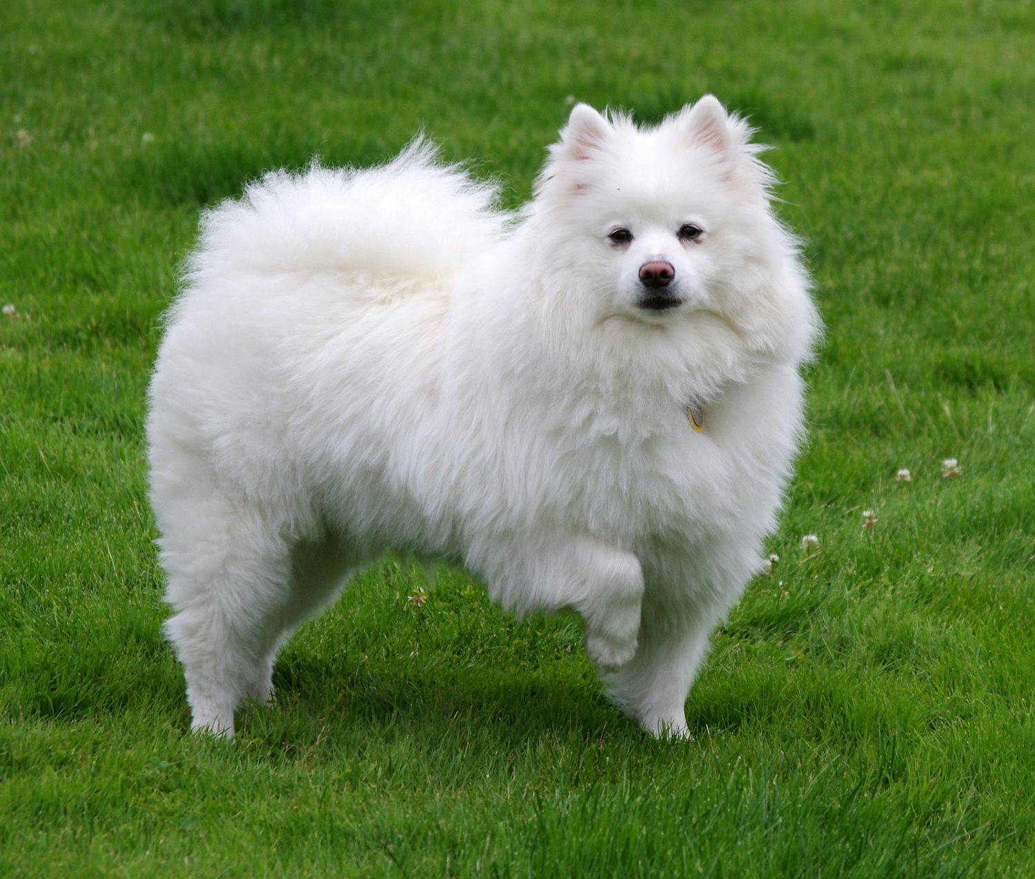 Secondary image of American Eskimo Dog dog breed