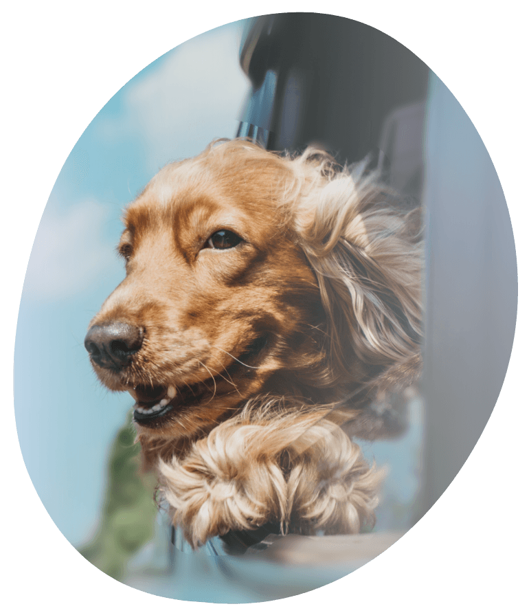 Dog World | Fresh dog food delivered