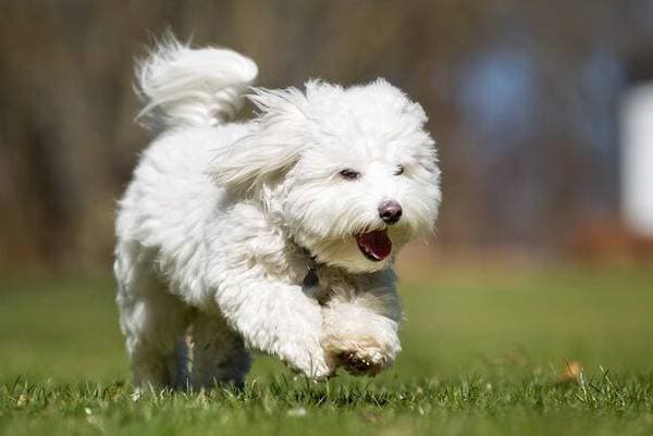 Primary image of Coton de Tulear