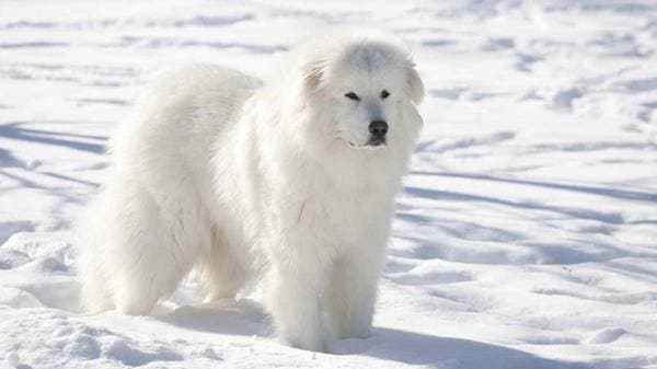 Primary image of Great Pyrenees