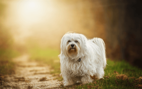 Primary image of Havanese