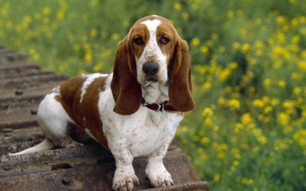 Primary image of Basset Hound