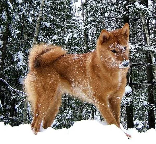 Primary image of Finnish Spitz