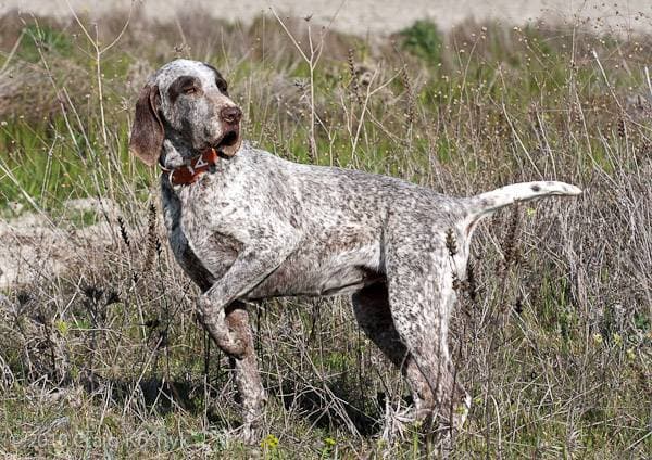 Primary image of Burgos Pointer