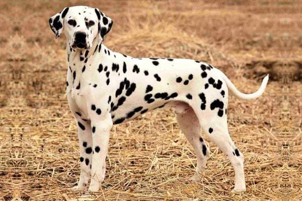 Primary image of Dalmatian