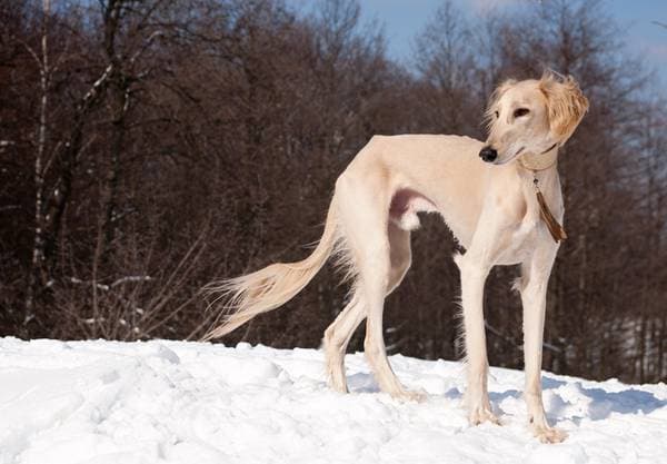 Primary image of Saluki