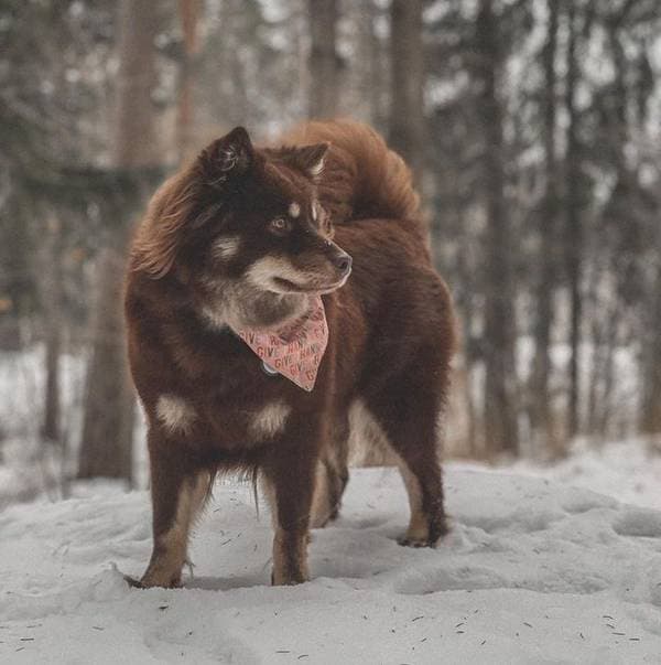 Primary image of Finnish Lapphund