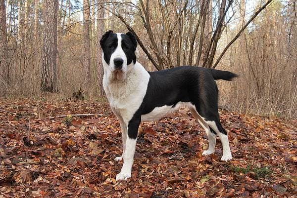 Primary image of Bully Kutta