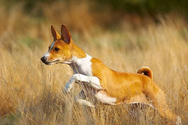 Primary image of Basenji