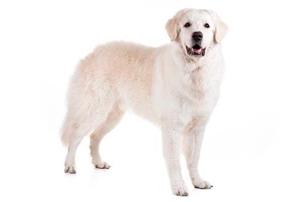 Primary image of Kuvasz