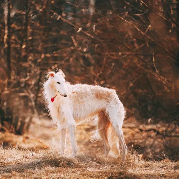 Primary image of Borzoi