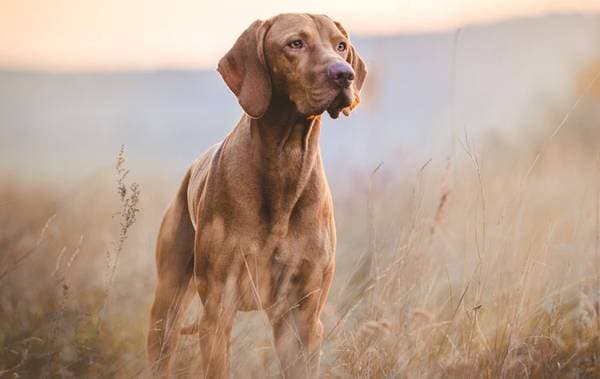 Primary image of Vizsla