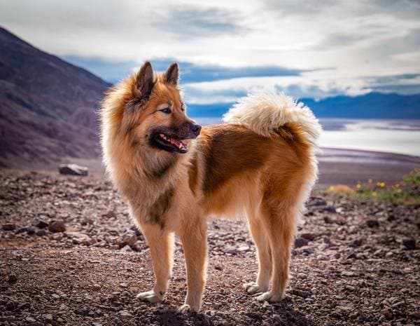 Primary image of Eurasier