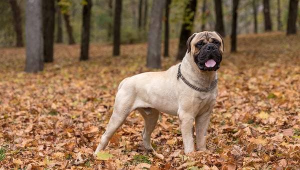 Primary image of Bullmastiff