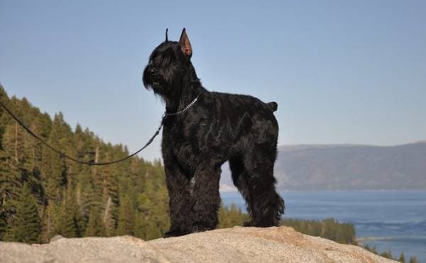 Primary image of Giant Schnauzer