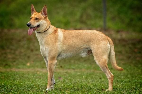 Primary image of Carolina Dog