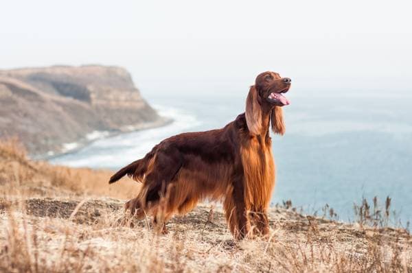 Primary image of Irish Setter