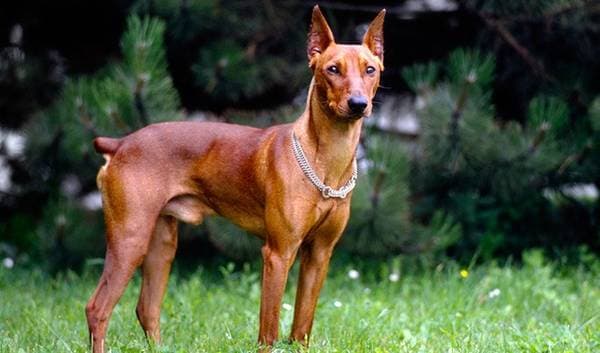 Primary image of German Pinscher