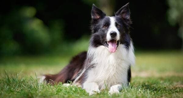 Primary image of Border Collie