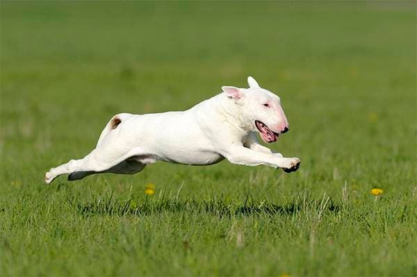 Primary image of Bull Terrier