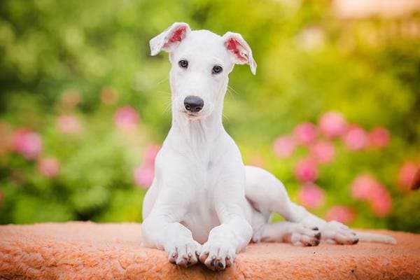 Primary image of Greyhound