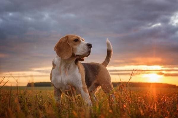 Primary image of Beagle-Harrier