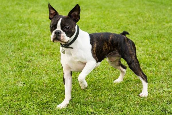 Primary image of Boston Terrier