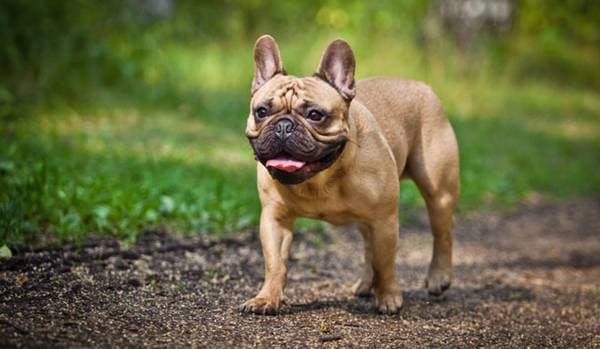 Primary image of French Bulldog