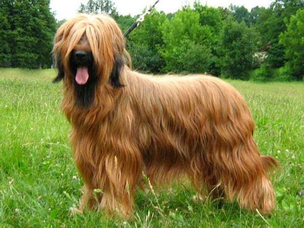 Primary image of Briard