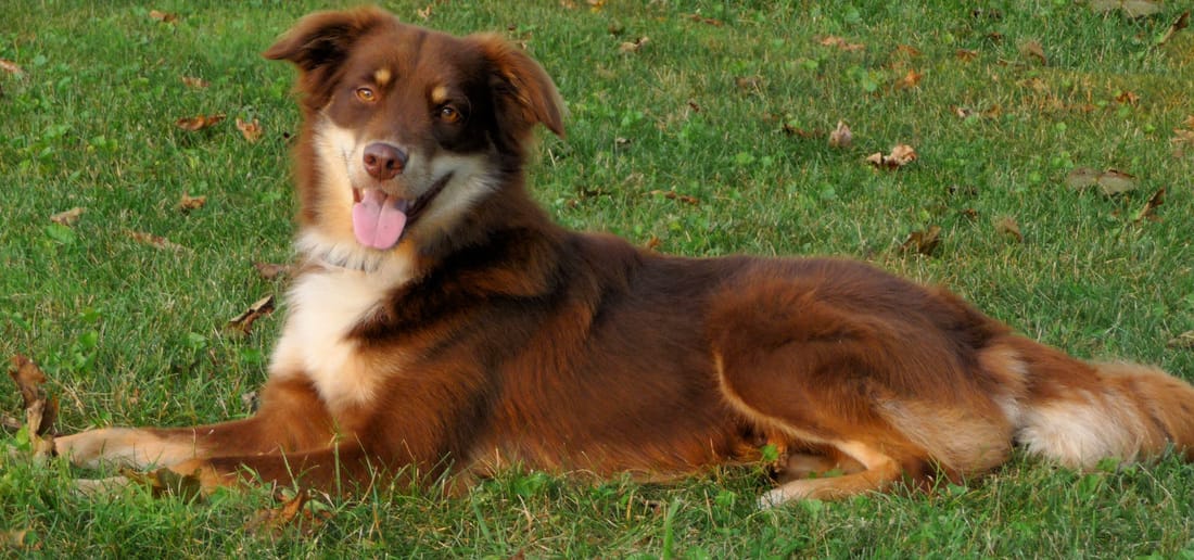 Secondary image of English Shepherd dog breed