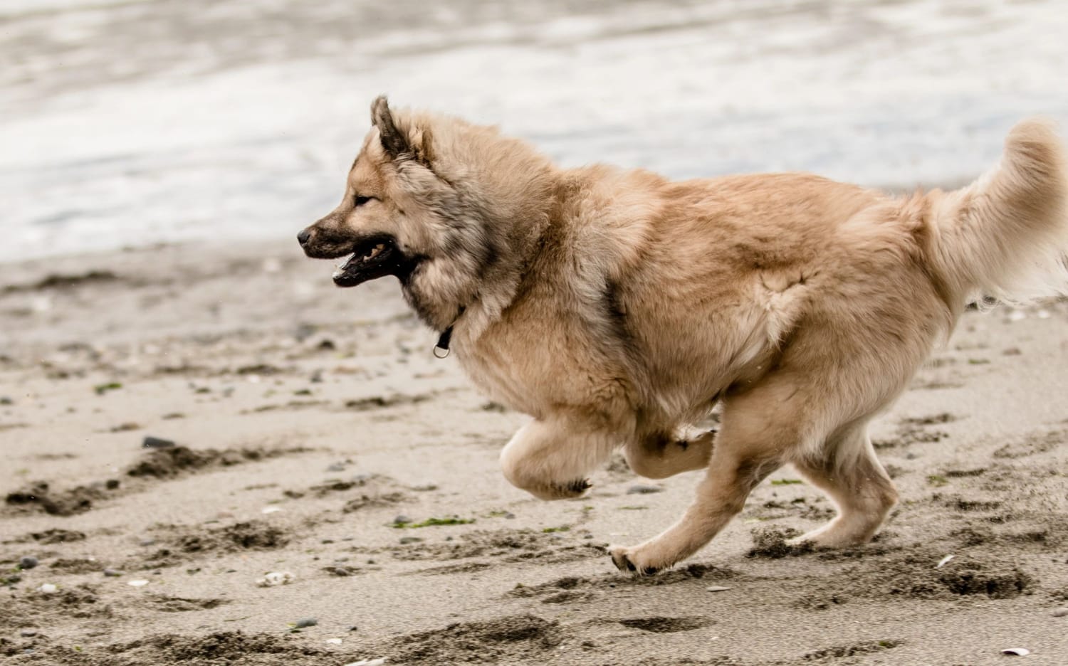 Secondary image of Eurasier dog breed