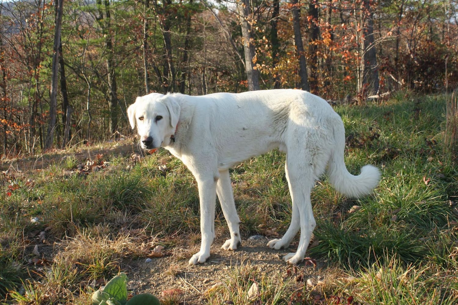 Secondary image of Akbash Dog dog breed