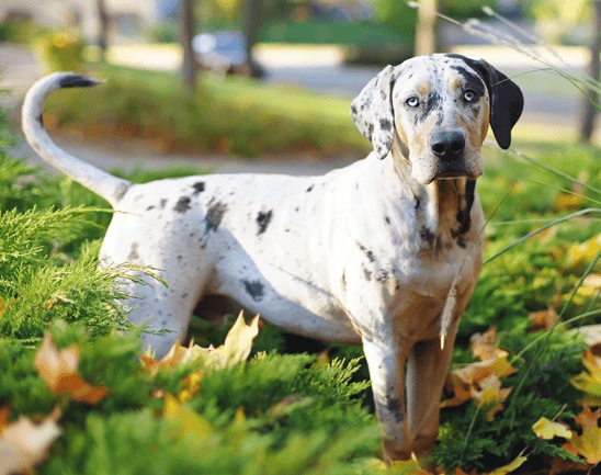 Secondary image of Catahoula Leopard Dog dog breed