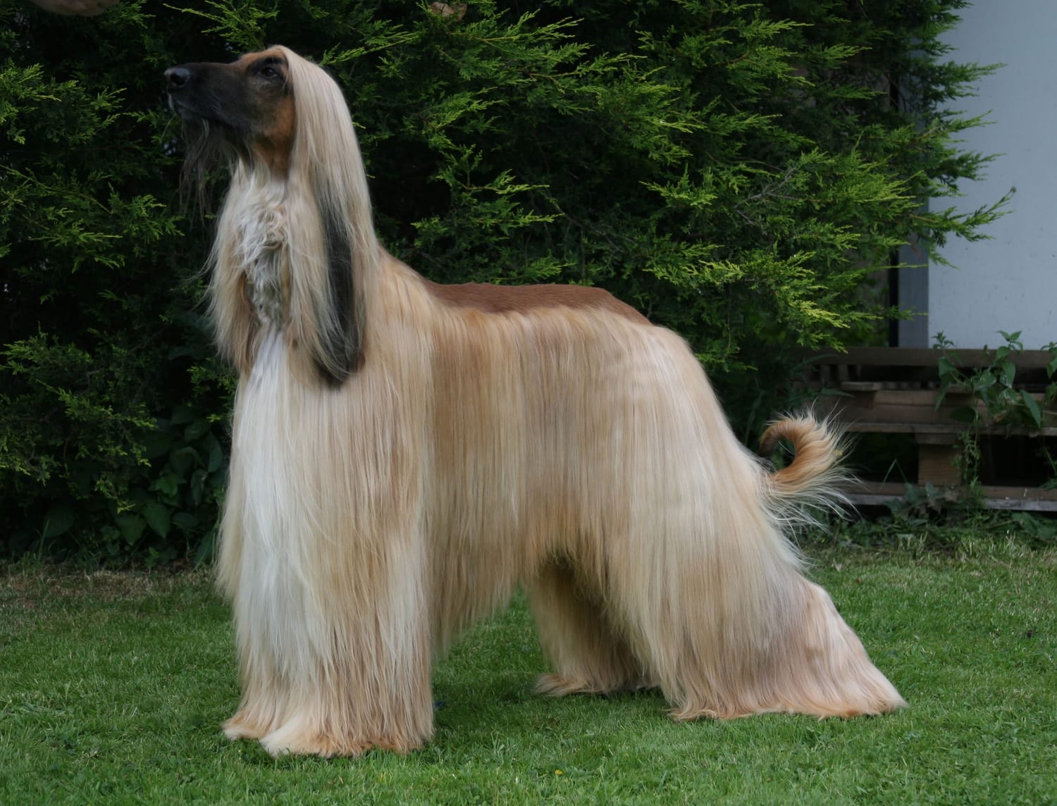 Secondary image of Afghan Hound dog breed