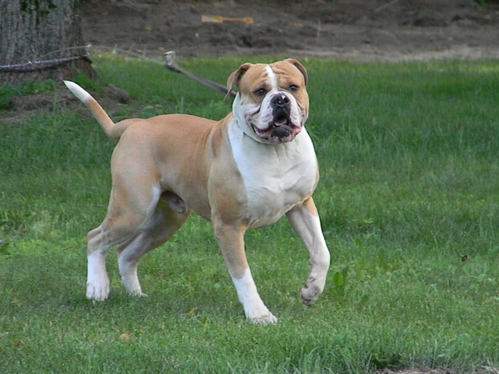 Secondary image of American Bulldog dog breed