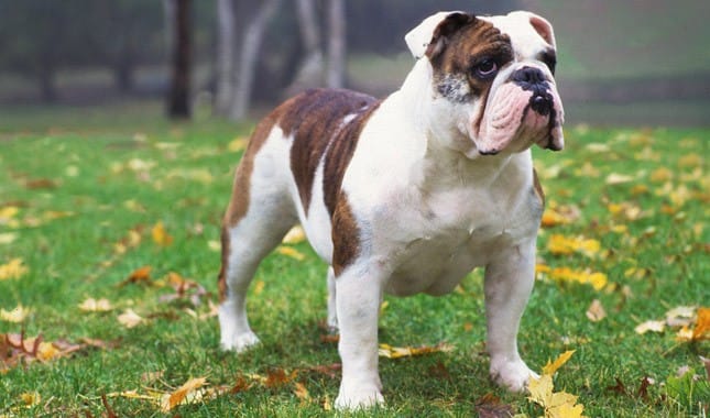 Secondary image of Bulldog dog breed