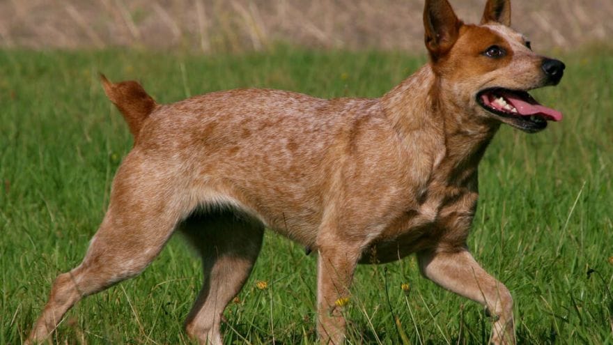 Secondary image of Australian Stumpy Tail Cattle Dog dog breed