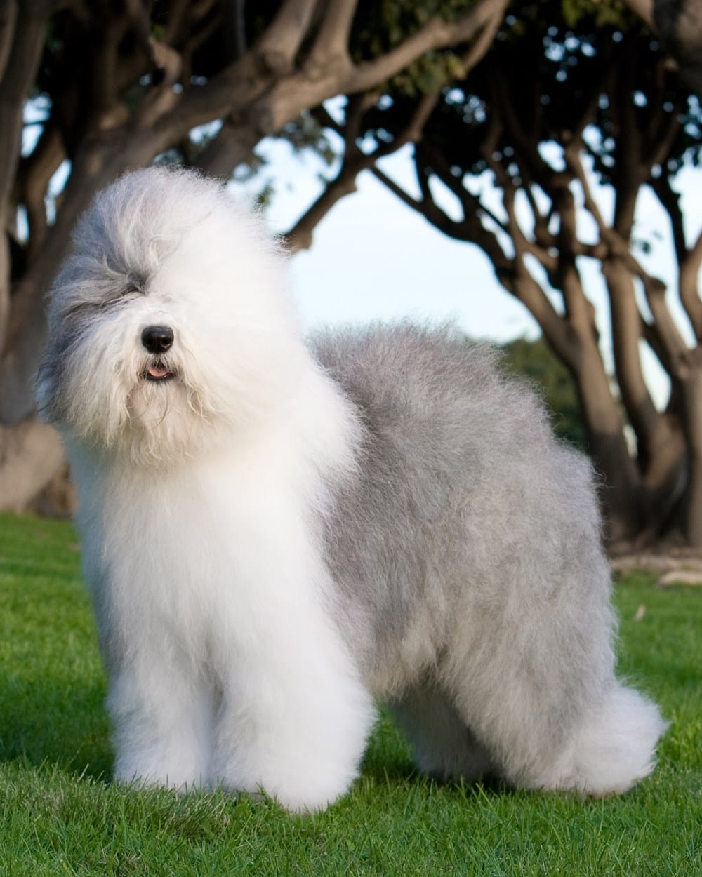 Secondary image of Old English Sheepdog dog breed