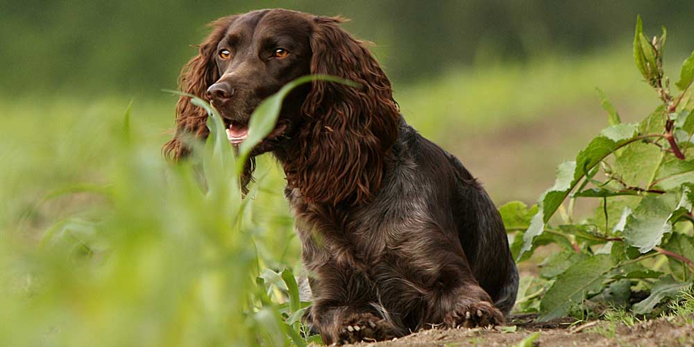 Secondary image of Deutscher Wachtelhund dog breed