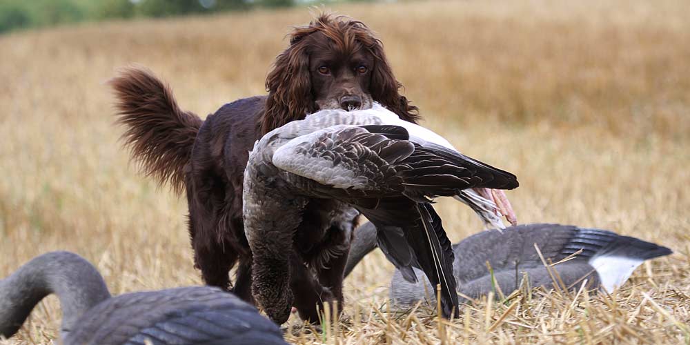 Secondary image of Deutscher Wachtelhund dog breed