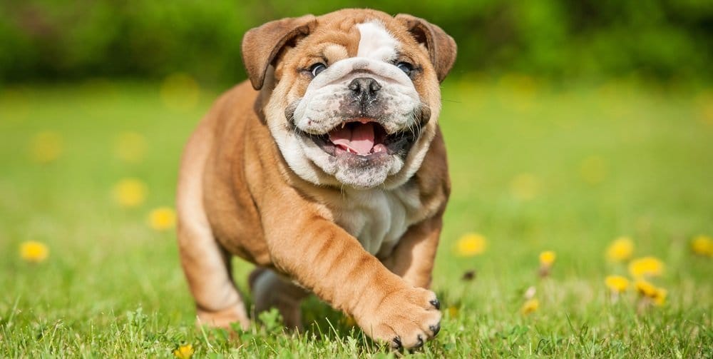 Secondary image of Bulldog dog breed