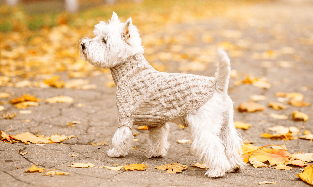 Secondary image of West Highland White Terrier dog breed