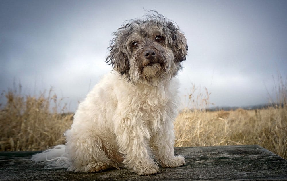 Secondary image of Lowchen dog breed