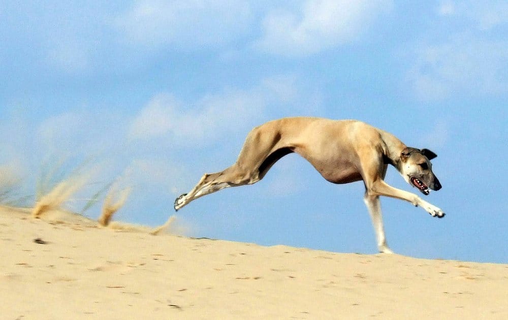 Secondary image of Sloughi dog breed
