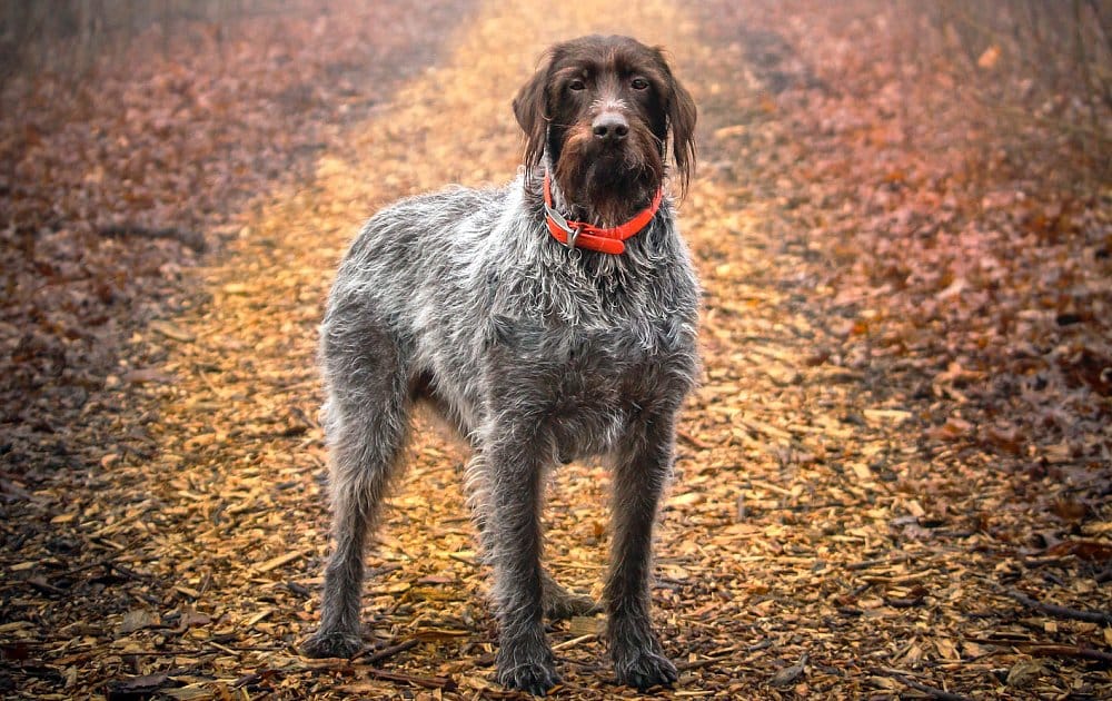 Secondary image of Wirehaired Pointing Griffon dog breed